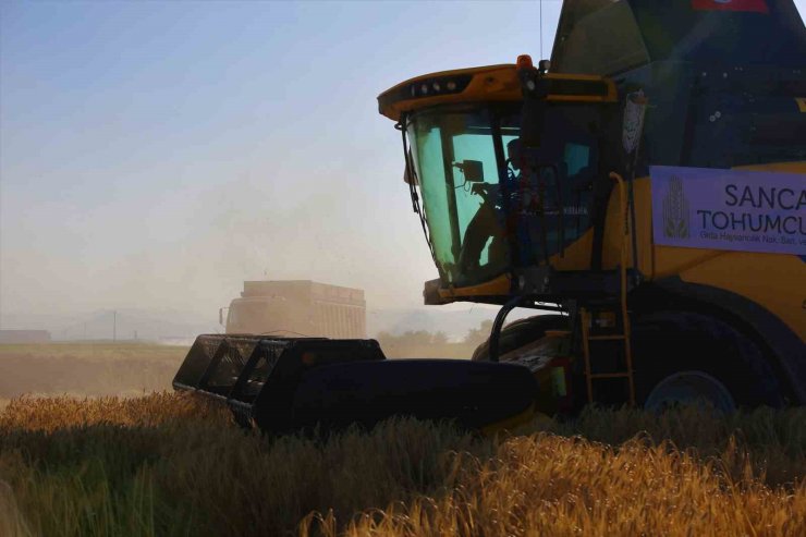 Tahıl ambarı Konya Ovasında arpa hasadı başladı