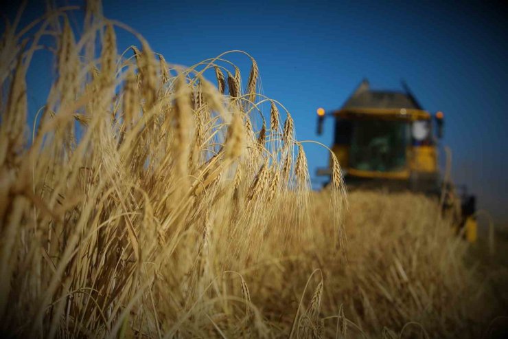 Tahıl ambarı Konya Ovasında arpa hasadı başladı