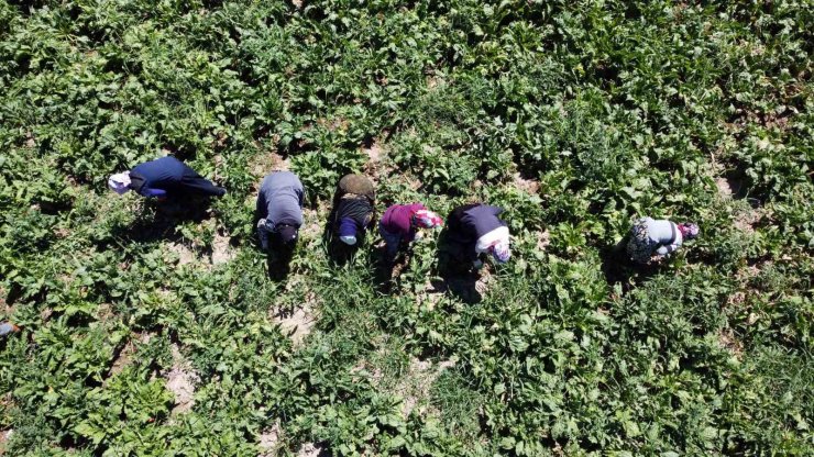 Yozgat’ta mevsimlik tarım işçileri şeker pancarı tarlalarında rızıklarını çıkarıyor