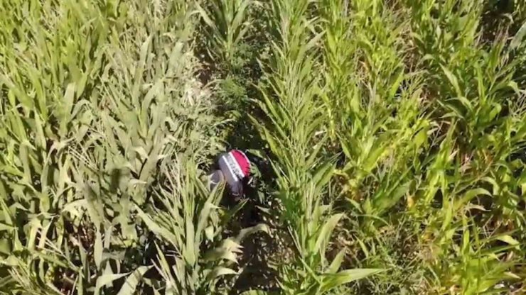 Jandarmadan mısır tarlasına "Dron" destekli uyuşturucu operasyonu: 2 gözaltı