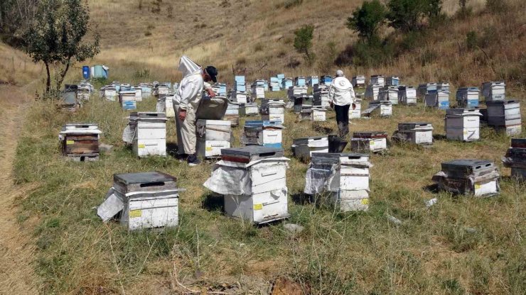 Yozgat’ta ‘tatlı’ telaş bir ay geç başladı