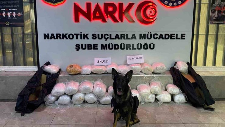 43 ilin geçiş güzergahında uyuşturucuya geçit yok: 36 kilogram ’skunk’ ele geçirildi