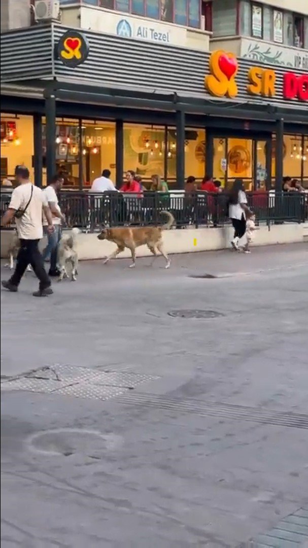 Başıboş sokak köpekleri, küçük çocuğu olan bir kadının etrafını çevirdi