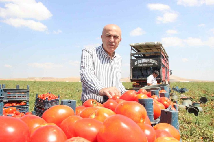 Karaman’da salçalık domates ve biber hasadı başladı