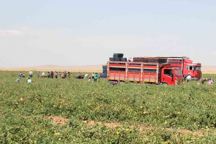 Karaman’da salçalık domates ve biber hasadı başladı
