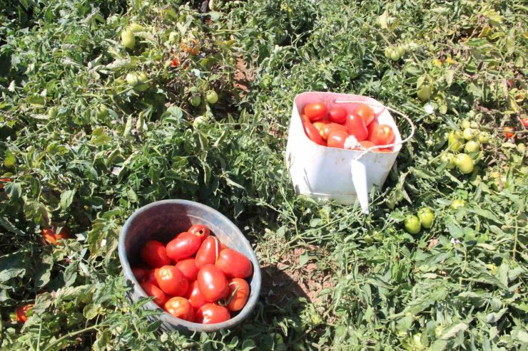 Karaman’da salçalık domates ve biber hasadı başladı
