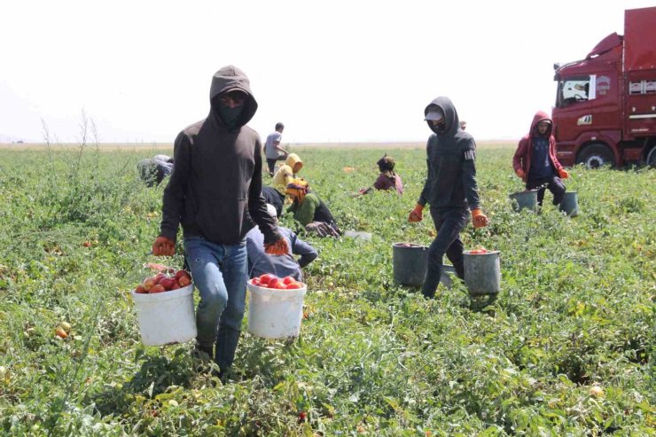 Karaman’da salçalık domates ve biber hasadı başladı