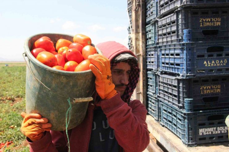 Karaman’da salçalık domates ve biber hasadı başladı