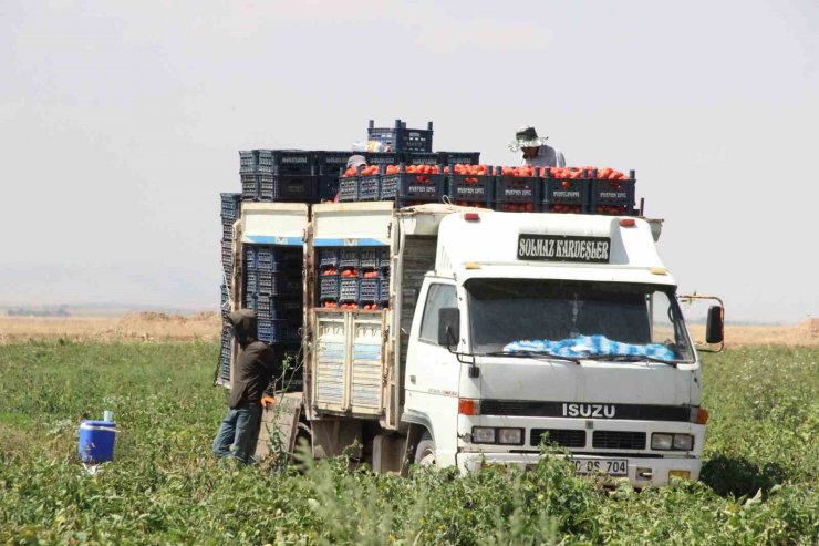 Karaman’da salçalık domates ve biber hasadı başladı