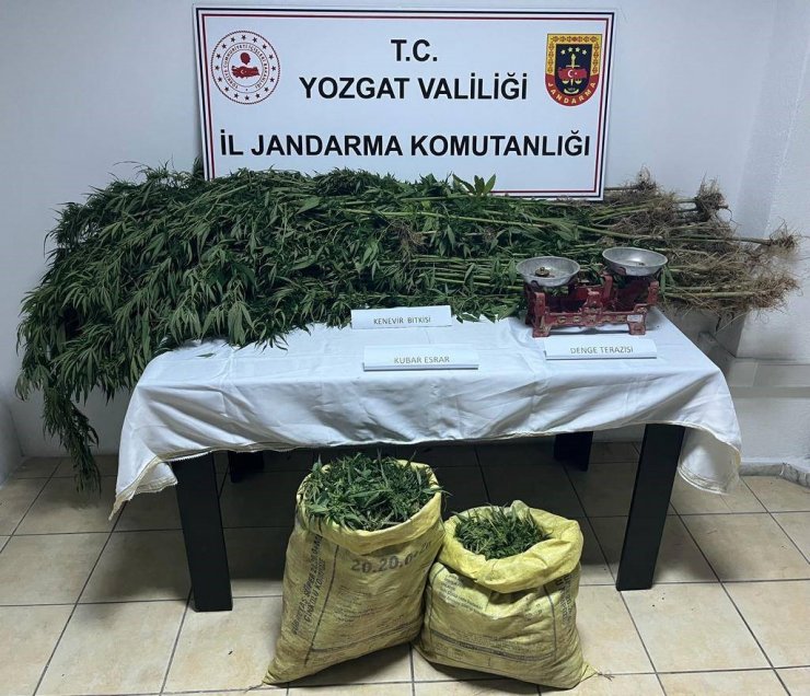 Yozgat’ta 4,56 kilo esrar ve 153 kök Hint keneviri ele geçirildi