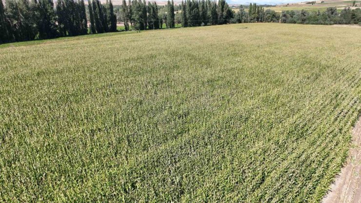 Hasadı başladı, 200 bin ton rekolte bekleniyor