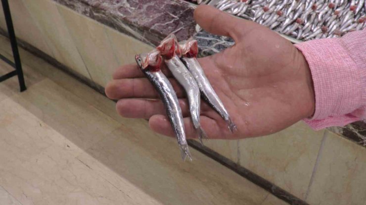 Kayseri’de hamsiye ilgi yoğun