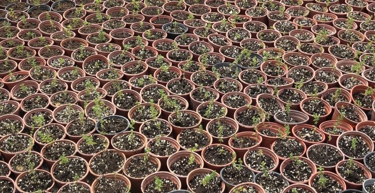Üniversitede yetiştirilen kekik, üreticilere gelir kaynağı olacak