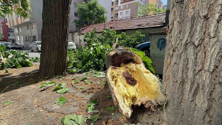 Yola devrilen ağaç korkuttu