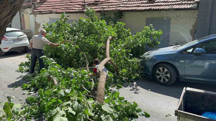 Yola devrilen ağaç korkuttu