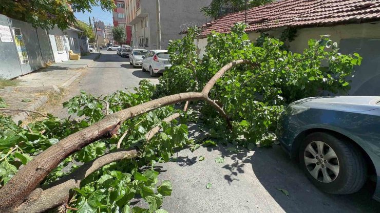 Yola devrilen ağaç korkuttu