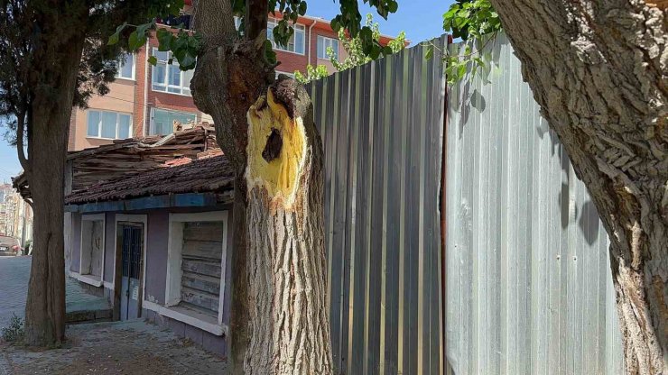 Yola devrilen ağaç korkuttu