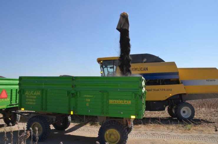 Beylikova’da 4 milyon metrekare tarım arazisinde hasat başladı