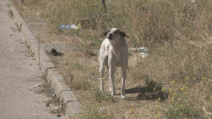 Başıboş köpekler mahalle sakinlerini perişan etti