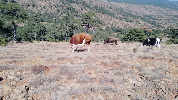 Kayıp 15 büyükbaş jandarma tarafından sahiplerine teslim edildi