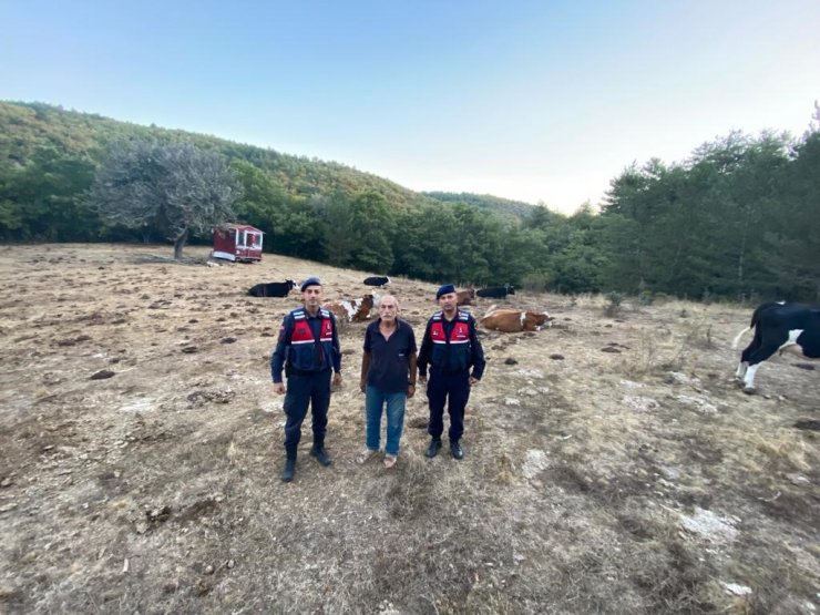 Kayıp 15 büyükbaş jandarma tarafından sahiplerine teslim edildi