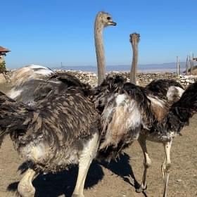 Eskişehir’de hobi bahçesindeki 2 adet deve kuşu firar etti