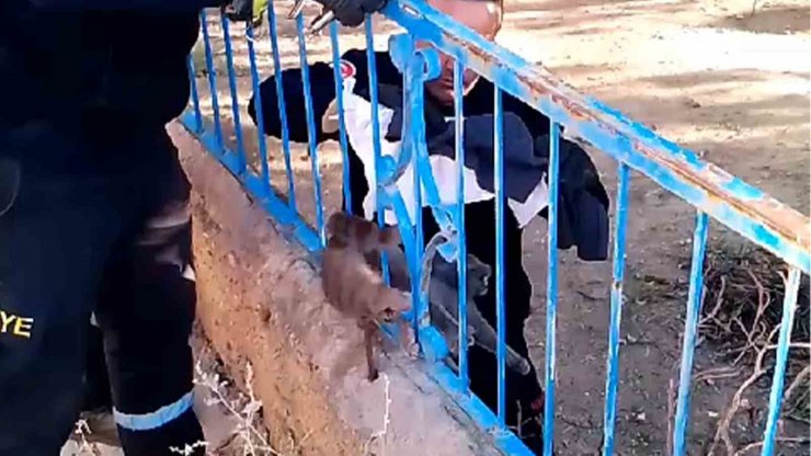 Demir korkuluğa sıkışan kedi kurtarıldı