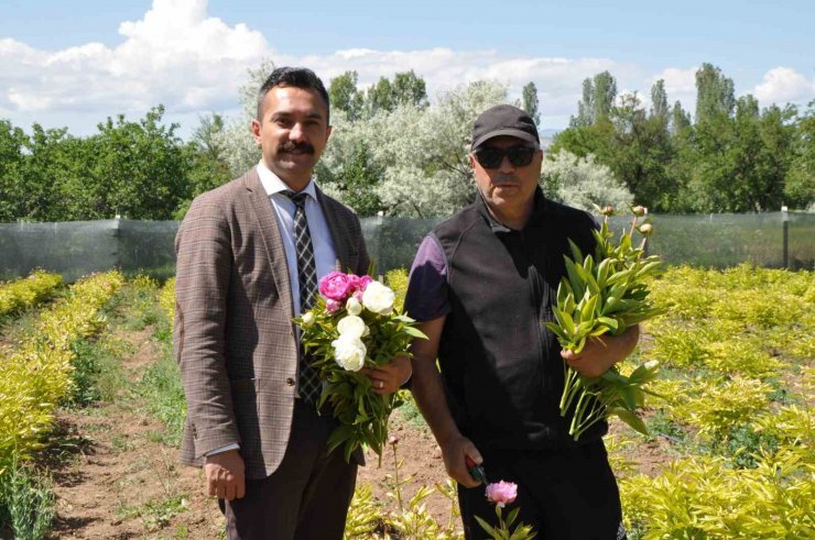 Hollanda değil Sivas: Sivas’ta üretilen şakayıklar dünya pazarına aday
