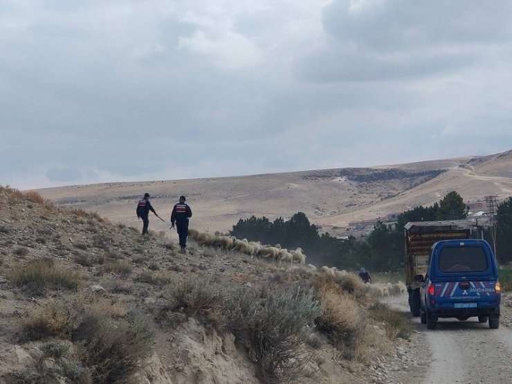 Kaybolan küçükbaş hayvanları jandarma buldu