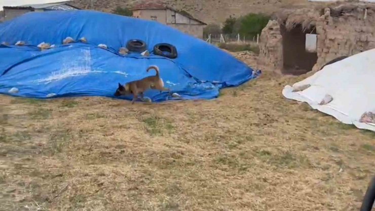Saman yığınından uyuşturucu çıktı: Narkotik köpeği böyle buldu