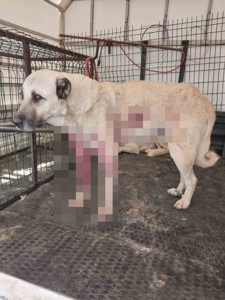 Pompalı tüfekle dehşet saçtı: Tavuklarına zarar verdiğini iddia ettiği sokak köpeklerini vurdu