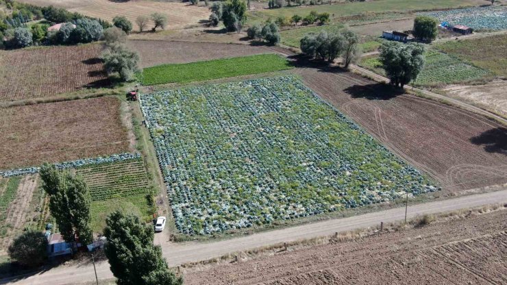 Ata tohumundan üretilen dev lahanaların hasadı başladı