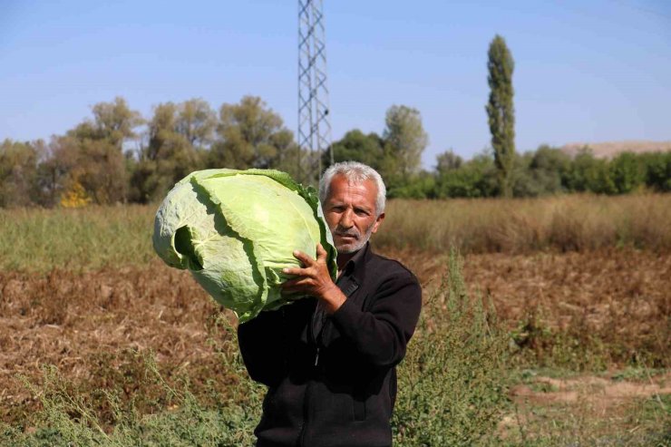 Ata tohumundan üretilen dev lahanaların hasadı başladı