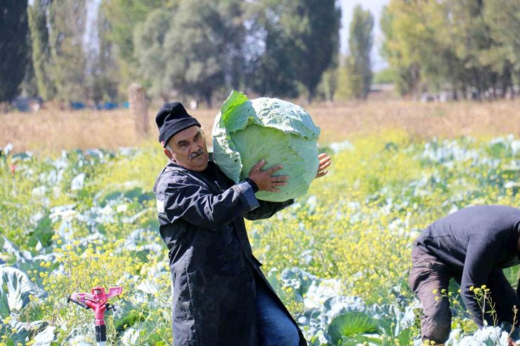 Ata tohumundan üretilen dev lahanaların hasadı başladı