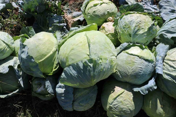 Ata tohumundan üretilen dev lahanaların hasadı başladı