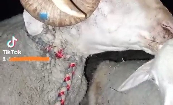 Çalıntı küçükbaş hayvanı sosyal medya üzerinden satmaya çalışan şahıs yakalandı
