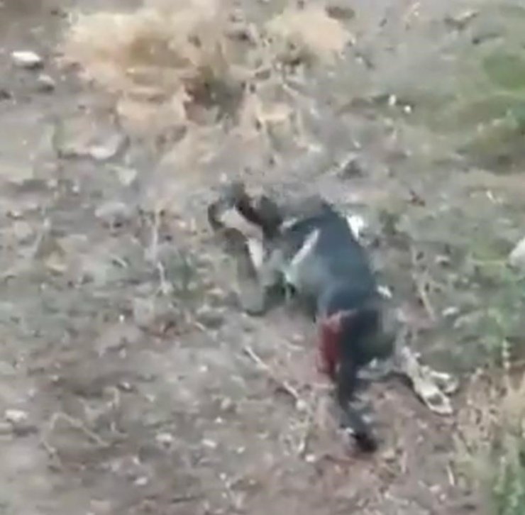 Yolun ortasında 2 köpeği vurdu