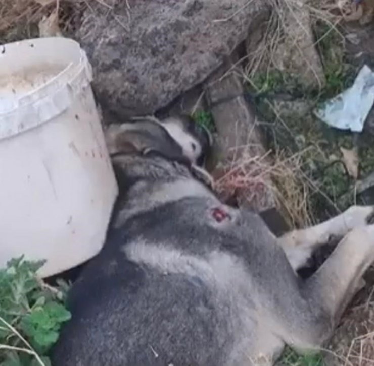 Yolun ortasında 2 köpeği vurdu