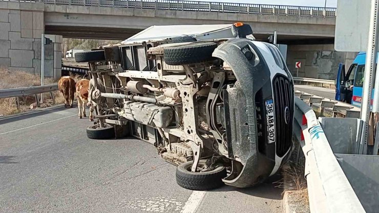Büyükbaş hayvanları taşıyan kamyonet devrildi, sürücü yaralanırken, 1 hayvan telef oldu