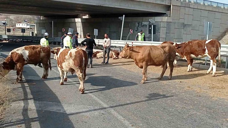Büyükbaş hayvanları taşıyan kamyonet devrildi, sürücü yaralanırken, 1 hayvan telef oldu