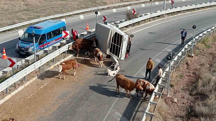 Büyükbaş hayvanları taşıyan kamyonet devrildi, sürücü yaralanırken, 1 hayvan telef oldu
