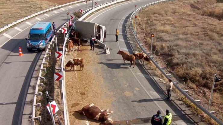 Büyükbaş hayvanları taşıyan kamyonet devrildi, sürücü yaralanırken, 1 hayvan telef oldu