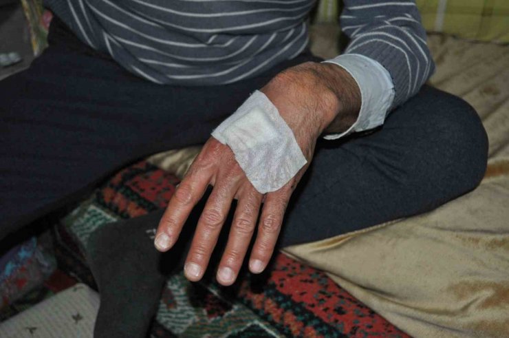 Ayı saldırısından şans eseri yaralı kurtuldu