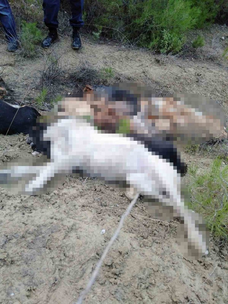 Bilecik’te öldürülen sokak köpekleri ile ilgili 4 kişi gözaltına alındı