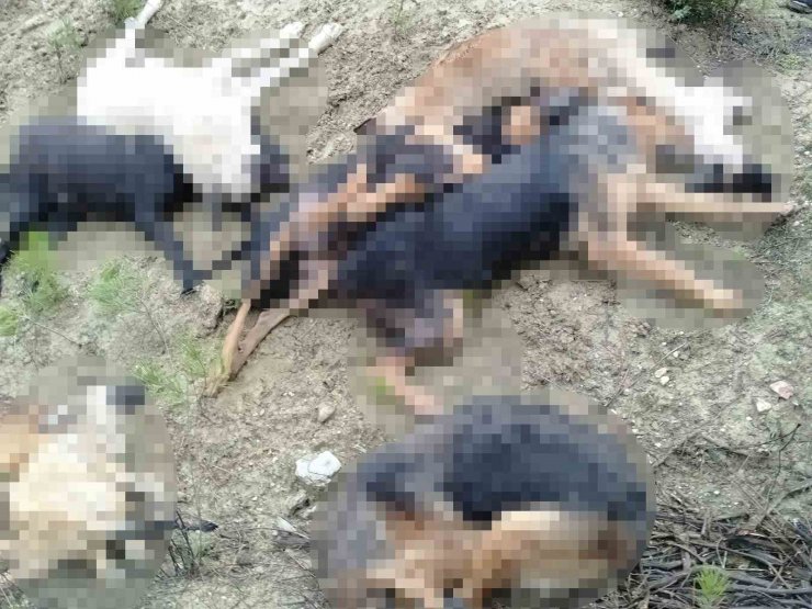 Bilecik’te öldürülen sokak köpekleri ile ilgili 4 kişi gözaltına alındı