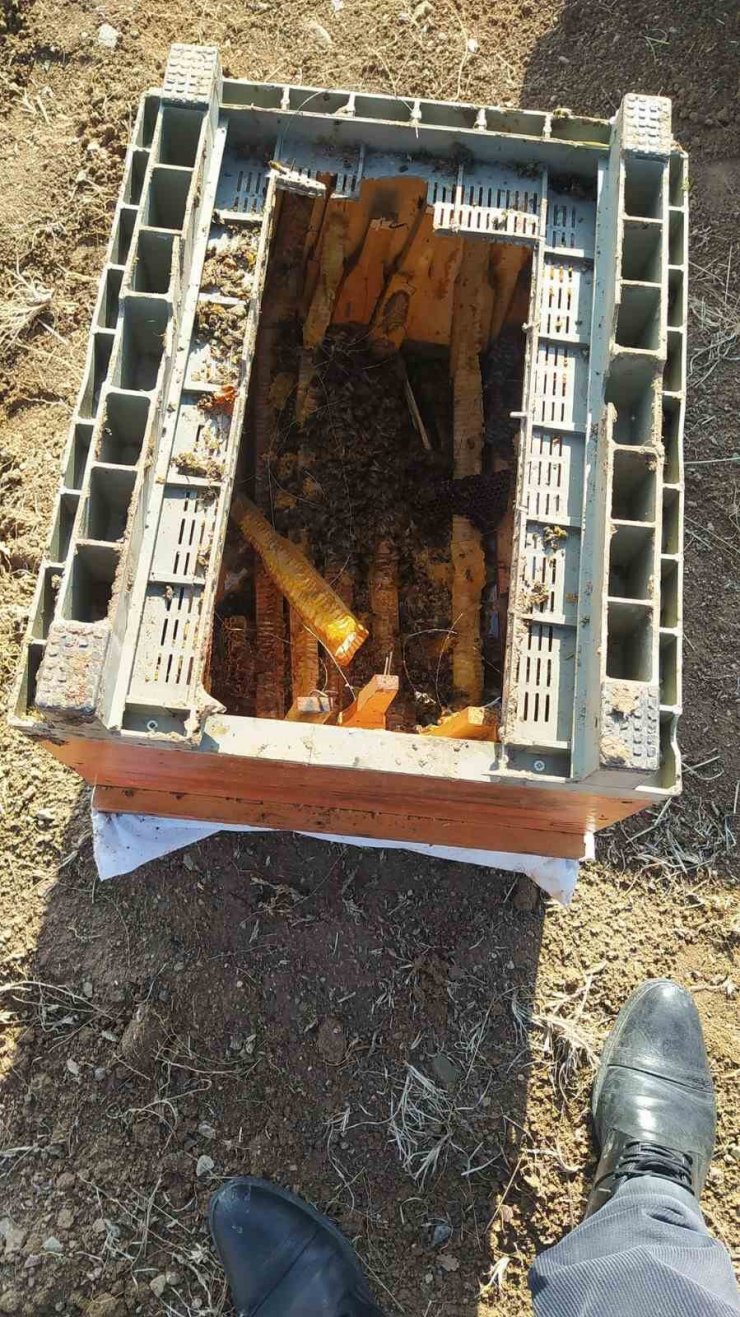 Köye inen ayılar arı kovanlarını parçaladı