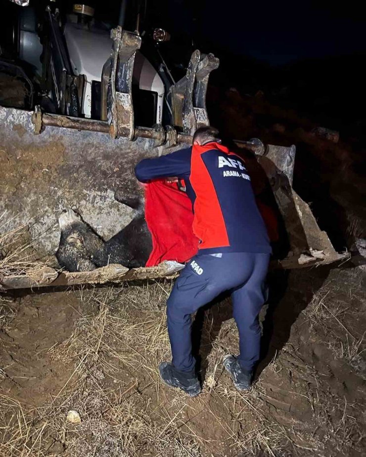 Kayalıklardan düşen yaralı eşeği AFAD ekipleri kurtardı
