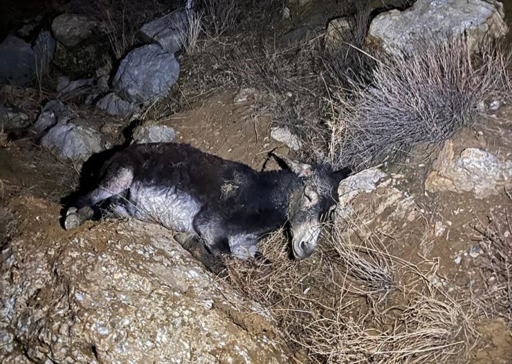 Kayalıklardan düşen yaralı eşeği AFAD ekipleri kurtardı