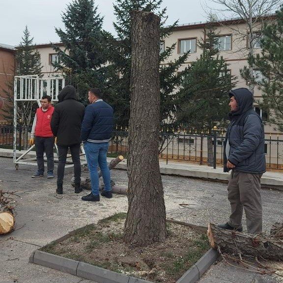 Belediyeden ağaç kesen müdürlük hakkında suç duyurusu