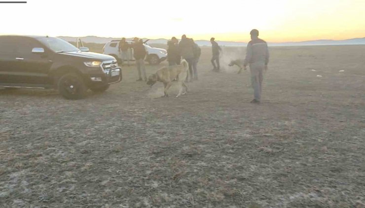 Köpek dövüştürerek bahis oynayanlara suçüstü
